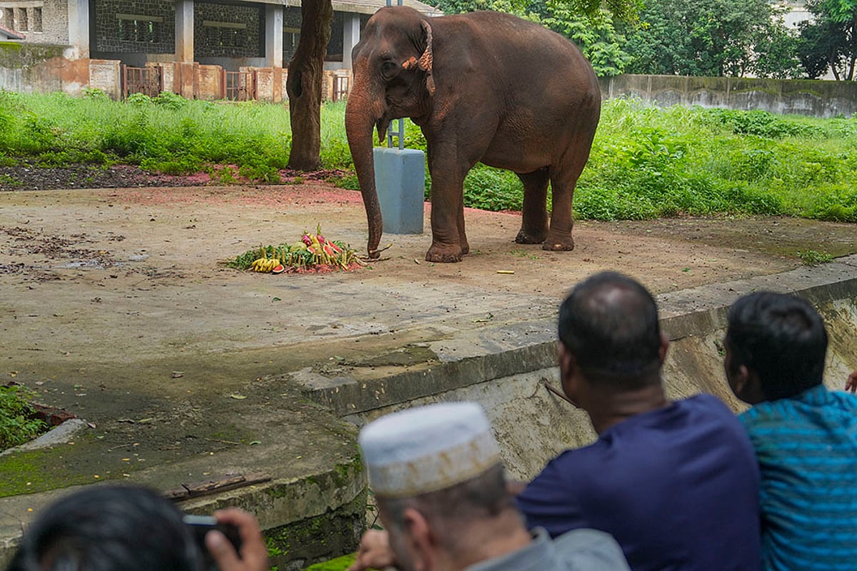 62-year-old female elephant 'Anarkali' on World Elephant Day, at Byculla zoo in Mumbai